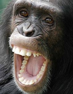 Chimpanzee